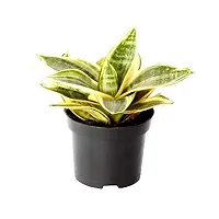 ENRICH PLANTS : Sansevieria Hahnii Golden, Snake Plant,Live Plant, Ceramic Pot, Air Purifying,Home Dcor Plant,-thumb3