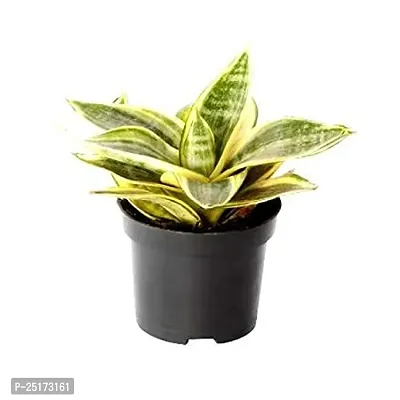 ENRICH PLANTS : Sansevieria Hahnii Golden, Snake Plant,Live Plant, Ceramic Pot, Air Purifying,Home Dcor Plant,-thumb4