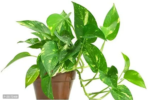 ENRICH PLANTS : Green Moneyplant,Live Plant, Air Purifying, Good Luck.-thumb4