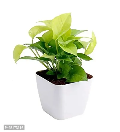 ENRICH PLANTS : Green Moneyplant,Live Plant, Air Purifying, Good Luck.-thumb4