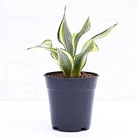 ENRICH PLANTS :: Sansevieria :: Natural Live Plant :: Plastic Pot :: Air Purifying :: Home Decor ::-thumb1