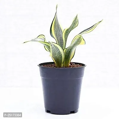 ENRICH PLANTS :: Sansevieria :: Natural Live Plant :: Plastic Pot :: Air Purifying :: Home Decor ::-thumb2