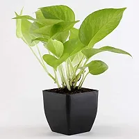 ENRICH PLANTS : Golden Moneyplant,Live Plant, Air Purifying, Good Luck.-thumb2