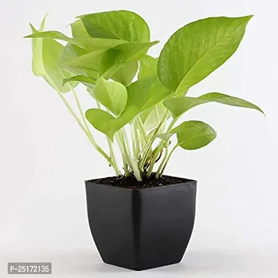 ENRICH PLANTS : Golden Moneyplant,Live Plant, Air Purifying, Good Luck.-thumb3