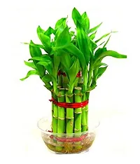 ENRICH PLANTS :: LUCKY BAMBOO :: 2 Layer :: Good Fortune Live Plant :: Plastic Pot :: Home Decor :: Feng Shui Plant ::-thumb2