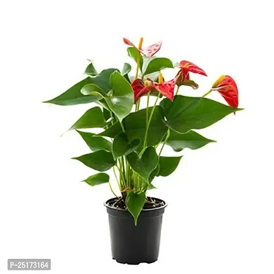 ENRICH PLANTS : ANTHURIUM RED, Exotic Live Plant, Home Decor Plant, Air Purifying,