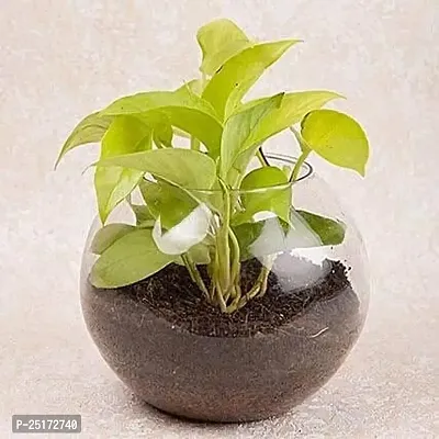 ENRICH PLANTS : Golden Moneyplant,Live Plant, Air Purifying, Good Luck.