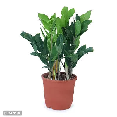 ENRICH PLANTS : ZAMIA (ZZ Plant),Live Plant, Air Purifying,Home Decor Plant,