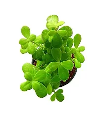 ENRICH PLANTS : JADE, Good Luck, Home Decor Live Plant, Air Purifying,-thumb1