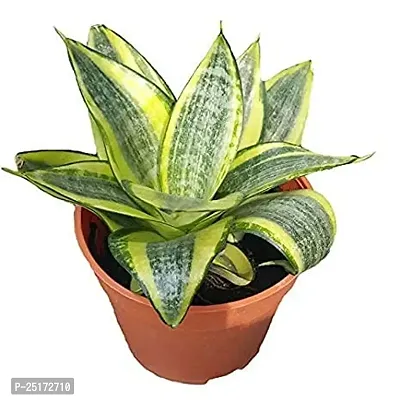 ENRICH PLANTS : Sansevieria Hahnii Golden, Snake Plant,Live Plant, Ceramic Pot, Air Purifying,Home Dcor Plant,-thumb2