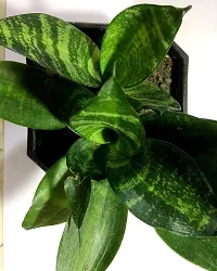 ENRICH PLANTS : Sensevieria Green, Snake Plant,Live Plant, Air Purifying,Home Dcor Plant,-thumb3