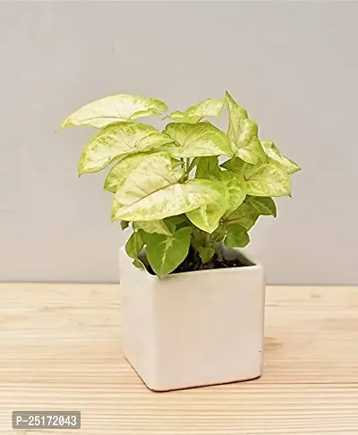 ENRICH PLANTS : SYNGONIUM, Home Dcor Live Plant, Air Purifying,