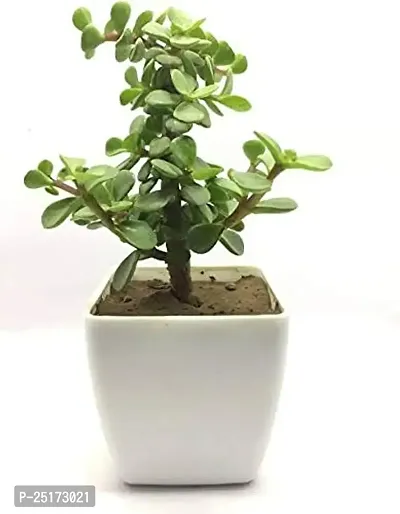 ENRICH PLANTS : JADE, Good Luck, Home Decor Live Plant, Air Purifying,