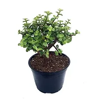 ENRICH PLANTS : JADE, Good Luck, Home Decor Live Plant, Air Purifying,-thumb4