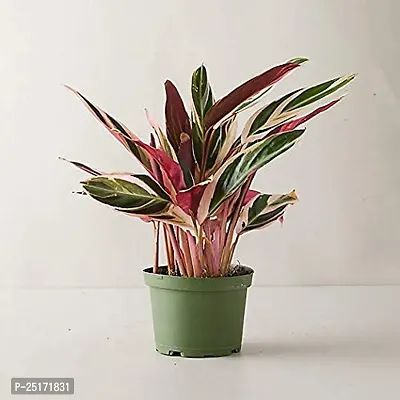 ENRICH PLANTS : Stromanthe Triostar,Live Plant, Air Purifying, Home Dcor Plant,-thumb3