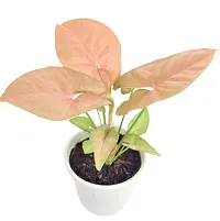 Enrich Plants Live Plants for Indoor Home Dcor | Arrowhead Plant | Syngonium | Indoor Plant|SHLOKU_3997(1)-thumb1