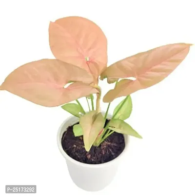 Enrich Plants Live Plants for Indoor Home Dcor | Arrowhead Plant | Syngonium | Indoor Plant|SHLOKU_3997(1)-thumb2