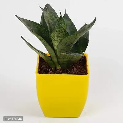 ENRICH PLANTS : Sansevieria Hahnii Green Dwarf, Snake Plant,Live Plant, Air Purifying,Home Dcor Plant,