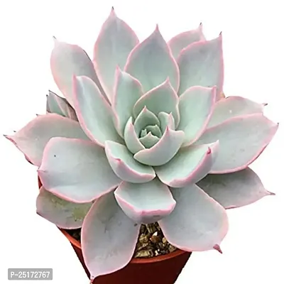 Enrich Plants Live Plants for Indoor Home Dcor | Succulent |Indoor Plant|SHLOKU_3935(1)-thumb2