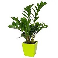 ENRICH PLANTS : ZAMIA (ZZ Plant),Live Plant, Air Purifying,Home Decor Plant,-thumb1