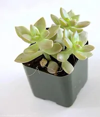 Enrich Plants Live Plants for Indoor Home Dcor | Succulent |Indoor Plant|SHLOKU_3737(1)-thumb1