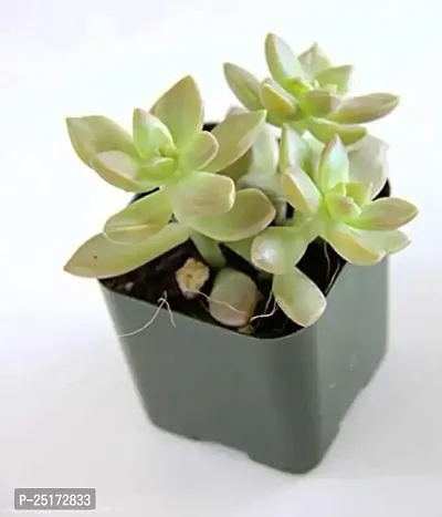 Enrich Plants Live Plants for Indoor Home Dcor | Succulent |Indoor Plant|SHLOKU_3737(1)-thumb2