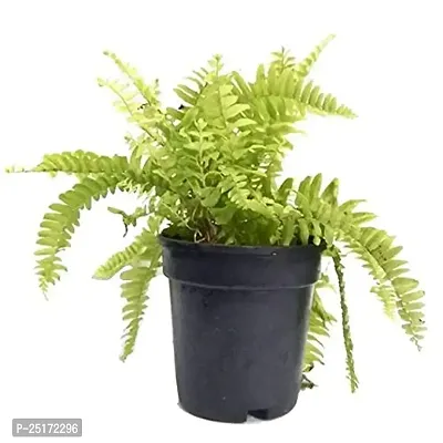 ENRICH PLANTS : Green FERN,Live Plant, Air Purifying, Home Dcor,-thumb0