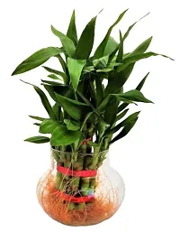 ENRICH PLANTS :: LUCKY BAMBOO :: 2 Layer ::Good Fortune Live Plant :: Round Glass Pot :: Home Decor :: Feng Shui Plant ::-thumb1