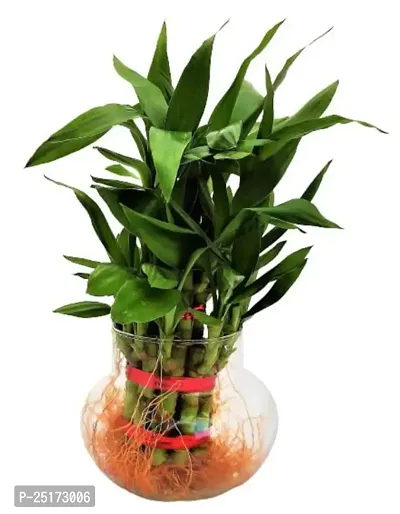 ENRICH PLANTS :: LUCKY BAMBOO :: 2 Layer ::Good Fortune Live Plant :: Round Glass Pot :: Home Decor :: Feng Shui Plant ::-thumb2