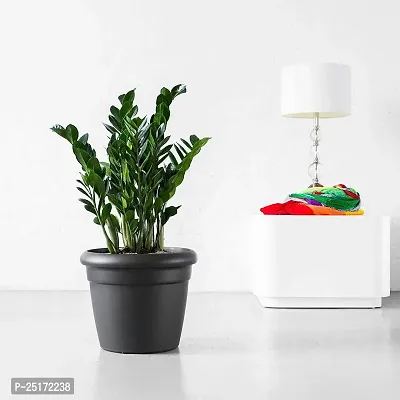 ENRICH PLANTS : ZAMIA (ZZ Plant),Live Plant, Air Purifying,Home Decor Plant,-thumb0