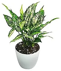 ENRICH PLANTS : Diffenbacha, Home Dcor Live Plant, Air Purifying,-thumb4