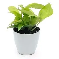 ENRICH PLANTS : Green Moneyplant,Live Plant, Air Purifying, Good Luck.-thumb1