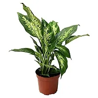 Enrich Plants Live Plants for Indoor Home Dcor | Algaonema |Indoor Plant|SHLOKU_3754(1)-thumb2