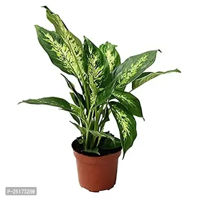 Enrich Plants Live Plants for Indoor Home Dcor | Algaonema |Indoor Plant|SHLOKU_3754(1)-thumb3