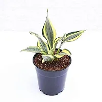 ENRICH PLANTS :: Sansevieria - Snake plant :: Natural Live Plant :: Plastic Pot :: Air Purifying :: Home Decor ::-thumb2