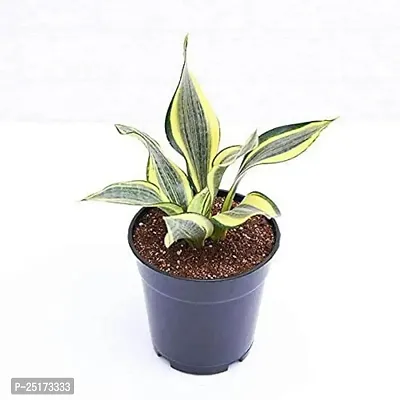 ENRICH PLANTS :: Sansevieria - Snake plant :: Natural Live Plant :: Plastic Pot :: Air Purifying :: Home Decor ::-thumb3