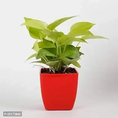 ENRICH PLANTS : Golden Moneyplant,Live Plant, Air Purifying, Good Luck.