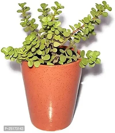 ENRICH PLANTS : JADE, Good Luck, Home Decor Live Plant, Air Purifying,-thumb0