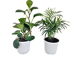 ENRICH PLANTS :: PEPROMIA GREEN  BAMBOO PALM :: Natural Live Plant :: Plastic Pot :: Air Purifying :: Home Decor Plant ::-thumb2