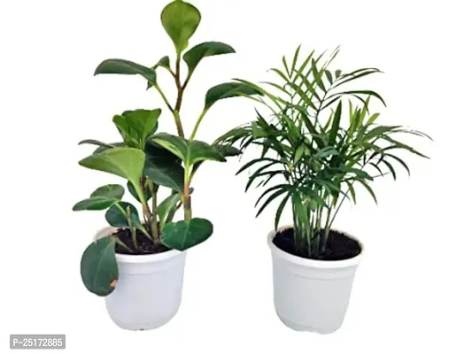 ENRICH PLANTS :: PEPROMIA GREEN  BAMBOO PALM :: Natural Live Plant :: Plastic Pot :: Air Purifying :: Home Decor Plant ::-thumb3