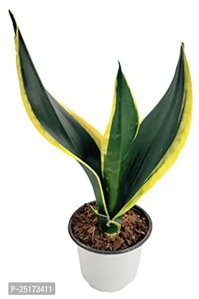 ENRICH PLANTS :: Sansevieria - Snake plant :: Natural Live Plant :: Plastic Pot :: Air Purifying :: Home Decor ::