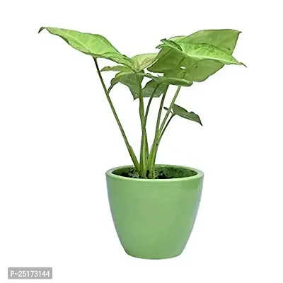 ENRICH PLANTS : SYNGONIUM, Home Dcor Live Plant, Air Purifying,-thumb0