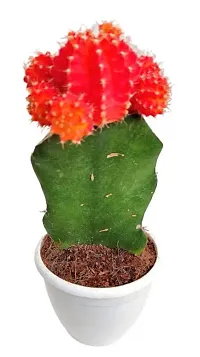 ENRICH PLANTS :: Moon Cactus Red :: Natural Live Plant :: Plastic Pot :: Air Purifying :: Home Decor ::-thumb2