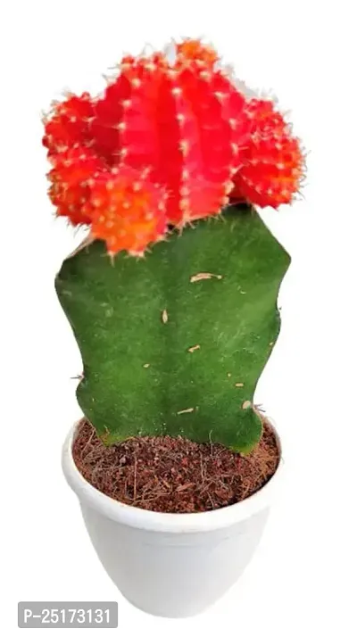 ENRICH PLANTS :: Moon Cactus Red :: Natural Live Plant :: Plastic Pot :: Air Purifying :: Home Decor ::-thumb3