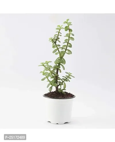 ENRICH PLANTS : JADE, Good Luck, Home Decor Live Plant, Air Purifying,