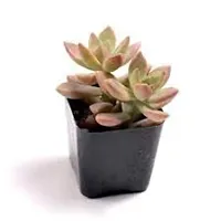 Enrich Plants Live Plants for Indoor Home D?cor | SUCCULENT |Indoor Plant|SHLOKU_3778(1)-thumb1