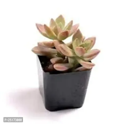 Enrich Plants Live Plants for Indoor Home D?cor | SUCCULENT |Indoor Plant|SHLOKU_3778(1)-thumb2