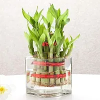 ENRICH PLANTS :: LUCKY BAMBOO :: 2 Layer :: Good Fortune Live Plant :: Plastic Pot :: Home Decor :: Feng Shui Plant ::-thumb1