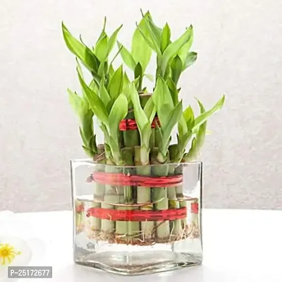 ENRICH PLANTS :: LUCKY BAMBOO :: 2 Layer :: Good Fortune Live Plant :: Plastic Pot :: Home Decor :: Feng Shui Plant ::-thumb2