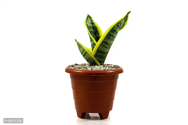 ENRICH PLANTS : Sensevieria Futura Superba, Snake Plant,Live Plant, Air Purifying,Home Dcor Plant,